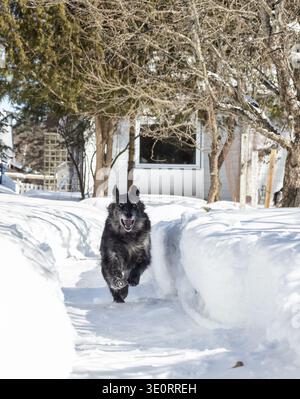 Chien de berger australien courant à travers un sentier pelleté dans une cour Banque D'Images