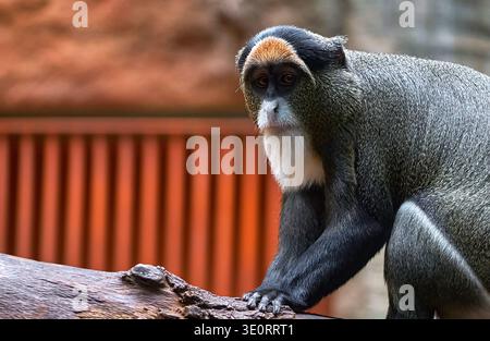 Singe de Brazza (barbu) dans le zoo Banque D'Images