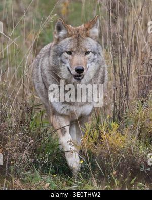 Vue de face gros plan de Coyote sauvage marchant dans un champ d'herbe en automne Banque D'Images