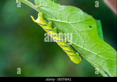 Colandre faucon chenille Daphnis nerii sur feuille verte dans la forêt tropicale de Thaïlande. Larve rayée brillante avec corne de queue montrant camouflage et Banque D'Images
