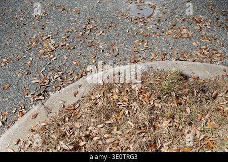 Vue aérienne de la litière de feuilles à travers la chaussée et une bordure de trottoir courbe bordant l'herbe sèche, montrant les détails saisonniers du sol dans une aire de stationnement Banque D'Images