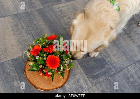 Chiot Golden retriever explorant un bouquet coloré de marguerites gerbera sur une base en bois Banque D'Images