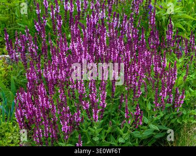 Les fleurs de sauge de prairie ou de sauge des bois fleurissent magnifiquement dans un jardin naturalisé. Banque D'Images