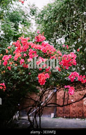 Un magnifique gros plan de fleurs de bougainvilliers roses éclatantes et de feuilles vertes, mettant en valeur leur beauté naturelle sur un fond de jardin doux et flou Banque D'Images
