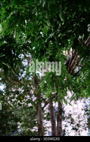 Vue rapprochée de feuilles vertes luxuriantes depuis un couvert d'arbres, illuminé par la lumière naturelle. L'arrière-plan présente un effet bokeh doux et éthéré, créant un Banque D'Images