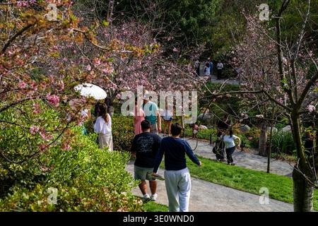 San Diego, CALIFORNIE, États-Unis. 13 mars 2026. Les visiteurs se promènent sur les sentiers pittoresques du jardin et musée de l'amitié japonais pendant le festival des cerisiers en fleurs de 2026. Quelques pauses pour capturer un selfie parmi le bosquet vibrant de près de 200 cerisiers en fleurs. Les autres participants apprécient la coutume traditionnelle du hanami, ou de l'observation des fleurs, sous une canopée de fleurs roses. Malgré un temps exceptionnellement chaud, les clients explorent le site de Balboa Park, qui s'étend sur 12 hectares, symbolisant l'amitié durable entre San Diego et Yokohama, au Japon. Crédit : Tosh Persons / Alamy Live News Banque D'Images