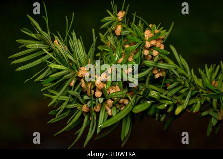 Plan macro de fleurs mâles sur une branche de Yew. Vue détaillée des cônes porteurs de pollen et des aiguilles à feuilles persistantes sur un fond sombre. Banque D'Images