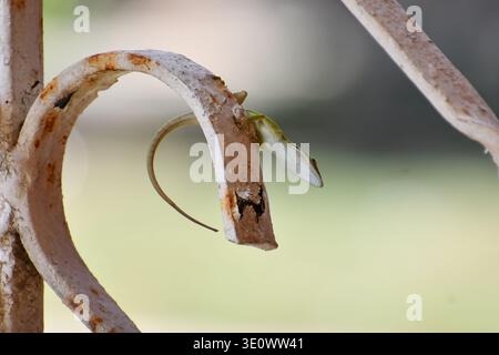 Un lézard anole vert éclatant (Anolis carolinensis) se perche sur un rouleau de fer blanc altéré, mettant en valeur sa couleur distinctive contre le met usé Banque D'Images