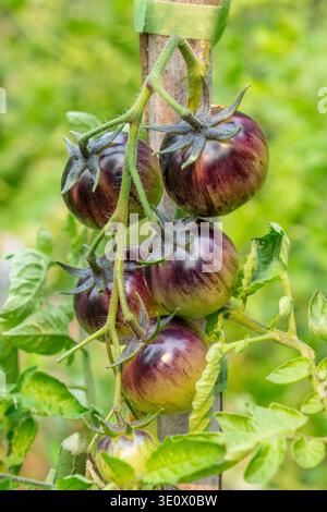 Issaquah, Washington, États-Unis. Tomates cerises à la fraise noire sur la vigne dans les premiers stades de maturation Banque D'Images