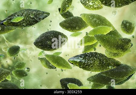 Bactéries Brucella, illustration. Brucella est un genre de bactérie à Gram négatif, facultativement intracellulaire, qui provoque la brucellose, une infection zoonotique affectant les animaux et les humains. Ces petits organismes coccobacillaires sont transmis par contact direct avec des animaux infectés ou par consommation de produits laitiers non pasteurisés. Banque D'Images