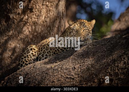 Portrait en gros plan d'un léopard africain (Panthera pardus) reposant sa tête sur une grande branche d'arbre à l'ombre à Mashatu, Botswana. Banque D'Images