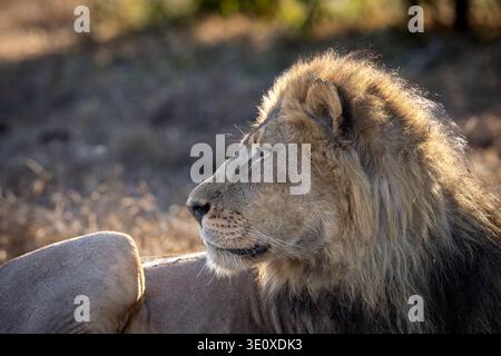 Profil détaillé d'un lion africain mâle (Panthera leo) présentant une crinière épaisse et sombre dans la douce lumière du matin de Mashatu, Botswana. Banque D'Images