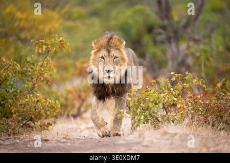 Un majestueux lion africain mâle (Panthera leo) avec une crinière épaisse marchant à travers le Bush vers la caméra à Mashatu, Botswana. Banque D'Images
