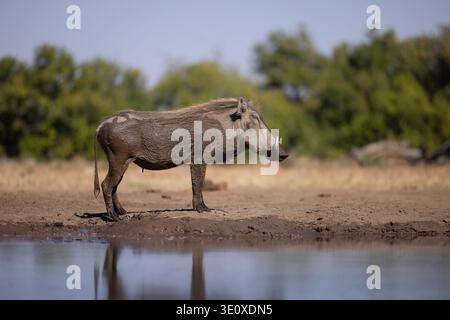 Phacochère commun sauvage (Phacochoerus africanus) se tenant sur le bord boueux d'un point d'eau avec un reflet clair à Mashatu, Botswana. Banque D'Images