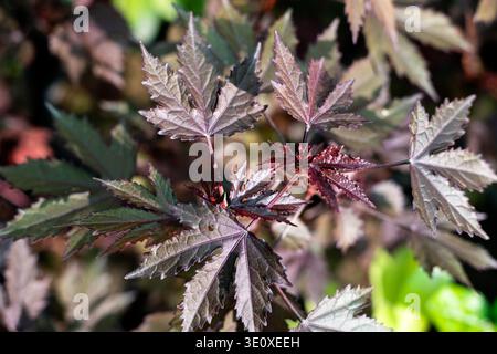 Canneberge Hibiscus Purple Maple Shaped Leaves Ornamental Garden Plant Closeup Banque D'Images