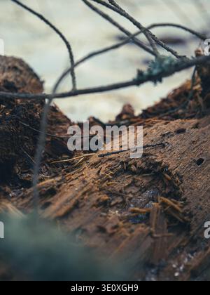 Tronc d'arbre en décomposition avec écorce qui s'effrite et aiguilles de pin tombées sur le sol forestier en Estonie, début du printemps Banque D'Images