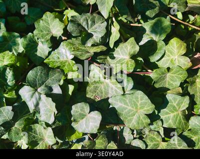 Une photo détaillée et descendante d'un tapis dense de feuilles de lierre vert foncé luxuriantes. La lumière naturelle du soleil crée des lumières nettes et des ombres douces sur le tex Banque D'Images