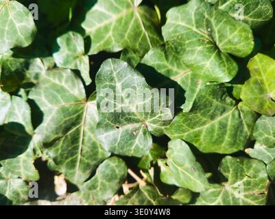 Gros plan pointu et à grand angle d'un amas dense de feuilles de lierre vert foncé. La lumière naturelle du soleil met en valeur les textures de surface cireuses et la charcuterie fine Banque D'Images