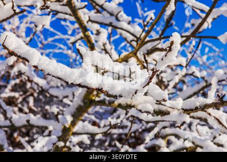 Vue rapprochée des branches de cerisier couvertes de neige dans le jardin d'hiver contre le ciel bleu clair. Suède. Banque D'Images