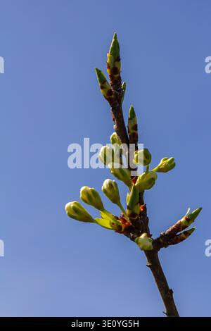Bourgeons prunus avium, communément appelé cerise sauvage, cerise douce, gean, ou cerise d'oiseau. Budbreak. Printemps. Banque D'Images
