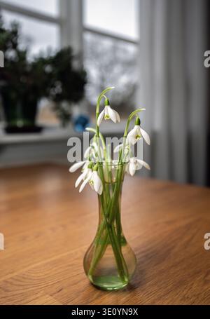 les premières gouttes de neige du printemps sur la table à l'intérieur Banque D'Images