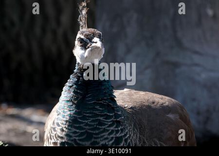 Un beau paon se dresse fièrement, mettant en valeur ses plumes vibrantes au soleil. Banque D'Images