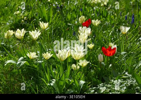Tulipes blanches et rouges mélangées poussant dans l'herbe, y compris double Tulipa 'mondial dans UK Garden March Banque D'Images