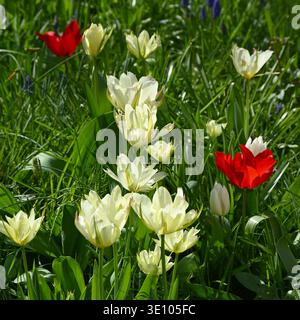 Tulipes blanches et rouges mélangées poussant dans l'herbe, y compris double Tulipa 'mondial dans UK Garden March Banque D'Images
