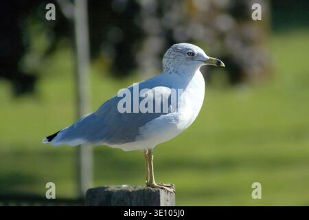 profil de mouette sur un post avec arrière-plan de nature floue et espace de copie Banque D'Images