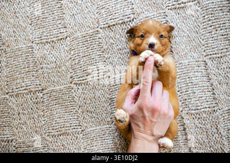 Gros plan d'un homme jouant avec un chiot mignon Nova Scotia Duck Tolling Retriever. Interaction avec les animaux humains, soins pour animaux de compagnie, élevage de chiens et compagnons ludiques Banque D'Images