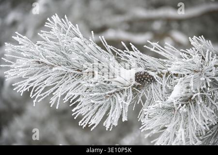Gros plan d'une branche de pin givrée, chargée d'aiguilles glacées et d'une petite pomme de pin. Ce détail hivernal transmet des vacances froides, calmes et inspirées de la nature Banque D'Images