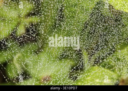 Une photo macro détaillée capture une toile d'araignée délicate scintillante avec de nombreuses gouttelettes d'eau sur un fond vert flou Banque D'Images