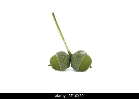 Les glands verts affichés ensemble sur un fond blanc soulignent les détails naturels et la forme organique Banque D'Images