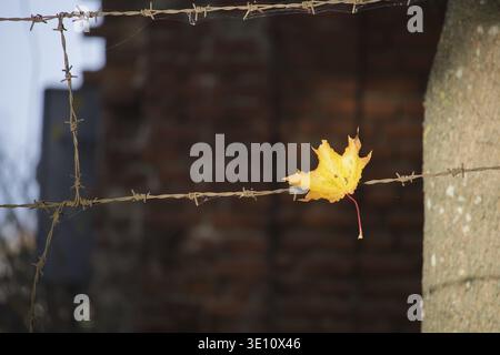 Feuille d'automne jaune unique attrapée sur du fil de fer barbelé contre un fond de mur de briques floue, symbolisant le contraste entre la nature délicate et la dureté humaine Banque D'Images