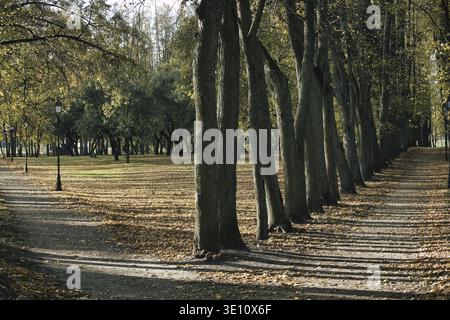 Un sentier tranquille bordé de grands arbres, projetant de longues ombres dans un cadre de parc. Les feuilles tombées recouvrent le sol, évoquant une atmosphère automnale sereine Banque D'Images
