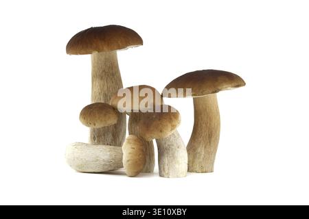 Groupe de champignons porcini frais affichés sur fond blanc, parfait pour une utilisation culinaire et gastronomique Banque D'Images