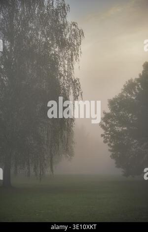 Une scène paisible avec un matin brumeux dans une forêt verdoyante. La brume éthérée crée une atmosphère tranquille et apaisante Banque D'Images