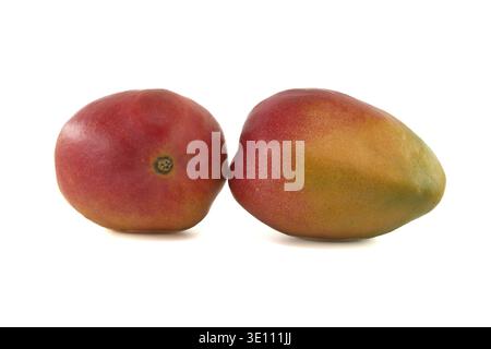 Deux fruits de mangue mûrs avec un mélange de tons rouges et jaunes sur leur peau isolés sur un fond blanc Banque D'Images