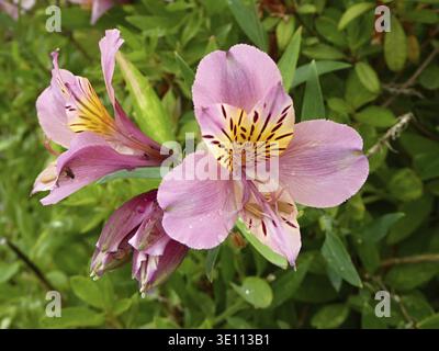 Fleurs et bourgeons d'alstroemeria rose s'ouvrant, montrant des pétales détaillés et un feuillage vert Banque D'Images