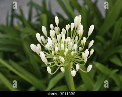 Gros plan d'une fleur d'agapanthus africanus qui commence à fleurir, montrant ses délicats bourgeons blancs et sa tige verte Banque D'Images