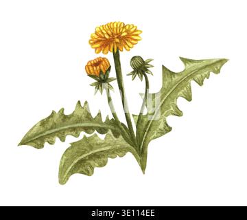 Plante de printemps de pissenlit aquarelle avec des fleurs et des bourgeons jaunes. Illustration dessinée à la main sur fond blanc Banque D'Images