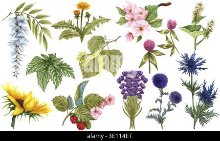 Ensemble à base de plantes aquarelle de plantes de miel de fleurs sauvages et de fleurs. Collection d'herbes botaniques dessinée à la main de pommier, tilleul, tournesol, lavande, bleu Banque D'Images