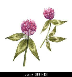 Ensemble de fleurs de trèfle rouge avec des feuilles. Illustration botanique aquarelle de fleur de prairie isolée sur fond blanc. Bonne Saint Patricks Day. Rogner Banque D'Images