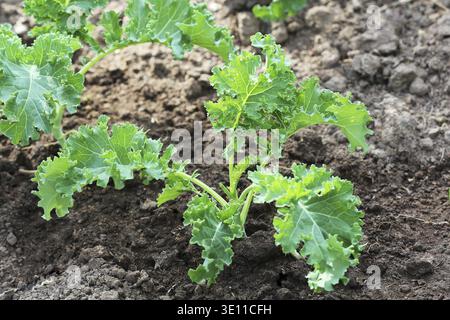 Les jeunes de plus en plus chou dans le potager Banque D'Images