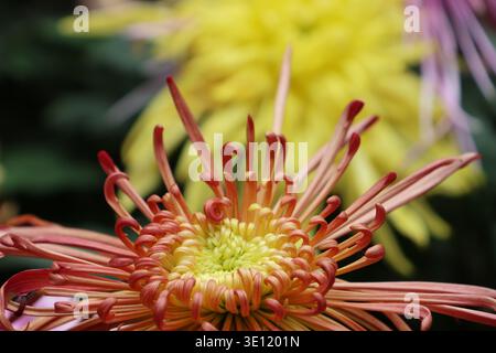 Pétales jaune-rouge à orange les chrysanthèmes d’araignée appelés « récif corallien », une variété unique caractérisée par leurs longs pétales en forme de tubes Banque D'Images