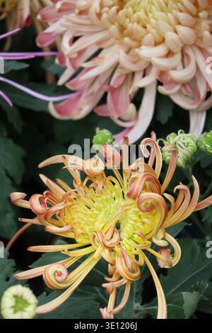 Pétales jaune-rouge à orange les chrysanthèmes d’araignée appelés « récif corallien », une variété unique caractérisée par leurs longs pétales en forme de tubes Banque D'Images