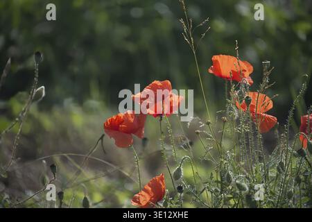 Les coquelicots orange éclatants fleurissent dans une prairie ensoleillée, leurs pétales délicats contrastant avec un fond vert flou Banque D'Images