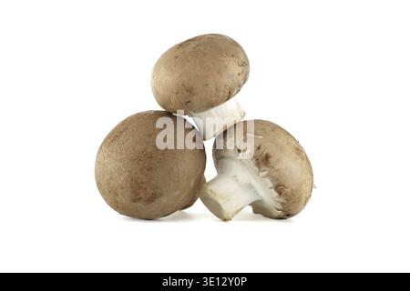 Trois champignons portobello bruns empilés ensemble sur un fond blanc sont éclairés par le haut, montrant la texture des chapeaux de champignons Banque D'Images
