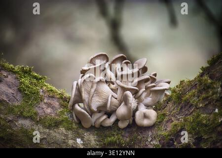 Pleurotus ostreatus, communément connu sous le nom de champignons d'huître, prospèrent sur une branche d'arbre moussue dans un cadre forestier naturel, mettant en valeur leur beauté unique et Banque D'Images