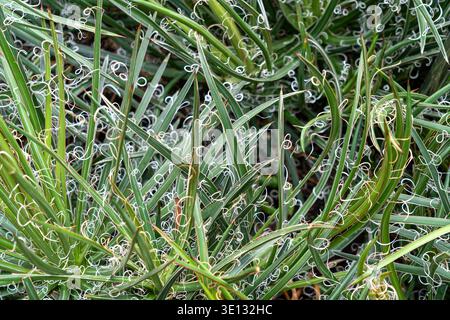 Gros plan sur Agave schidigera. Banque D'Images
